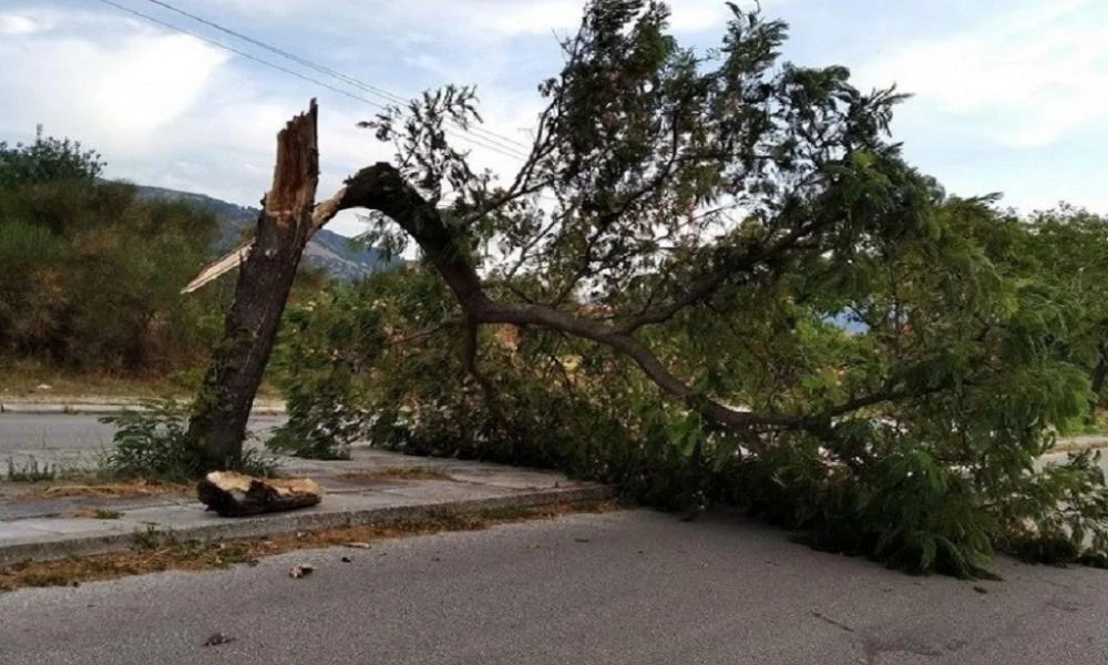 Κρήτη: Έπεσαν δέντρα στα Χανιά από τους ισχυρούς ανέμους